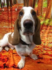 thanksgiving day dog care tips birmingham mi