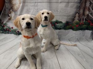 christmas puppy daycare birmingham mi