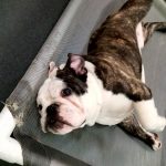 Scared puppy? Overcome puppy fear with Puppy Daycare