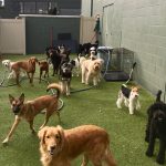 Why Talking to Dogs Matters and How Doggy Day Care Helps