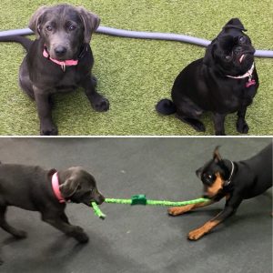 puppy daycare in birmingham mi