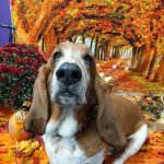 Cold, Soggy Autumn Days = Great Time for Doggy Day Care