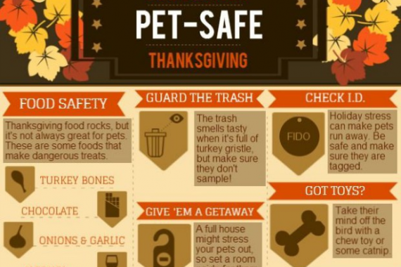 Stressed Out Students How Boarding >> Avoid Holiday Pet Emergencies With Pet Boarding Birmingham Stressed Out Students How Boarding >> Avoid Holiday Pet Emergencies With Pet Boarding Birmingham