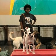 Kimberly with our Gym dogs (Brody the American Staffordshire Terrier, Neo the Pit Mix, Gabby the German Shepherd Mix, and Shadow the German Shepherd Mix)