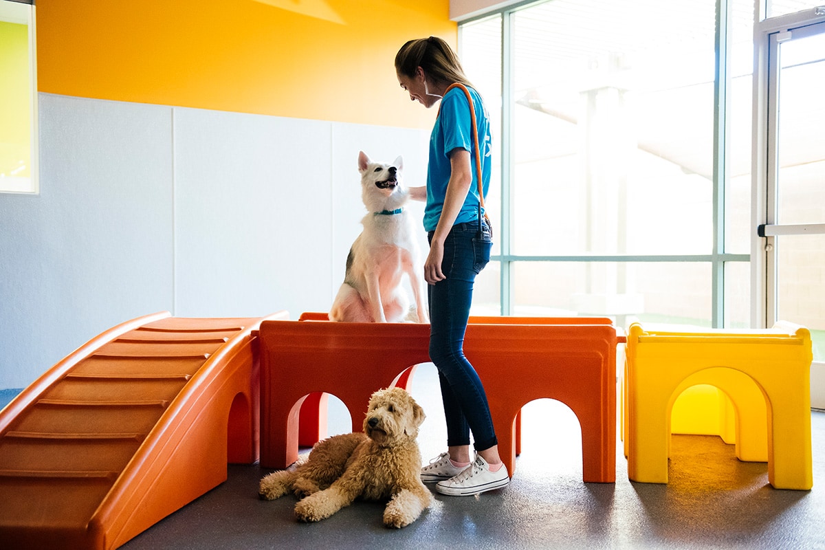 Dogtopia Franchise Training Support Dogtopia Franchise Dogtopia Franchise Training Support Dogtopia Franchise