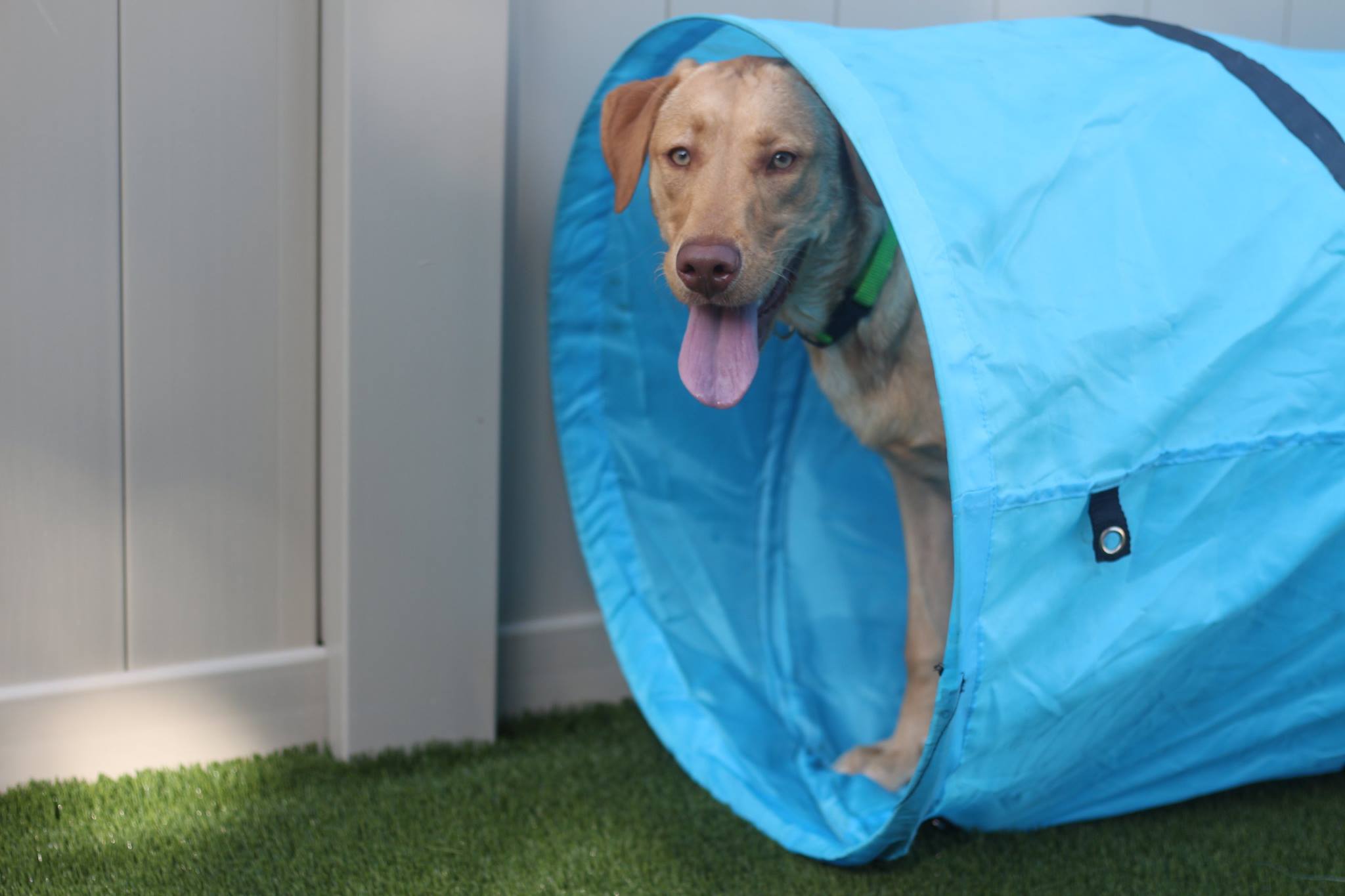 Dog Boarding, Spa, Daycare Fredericksburg Dogtopia Fredericksburg