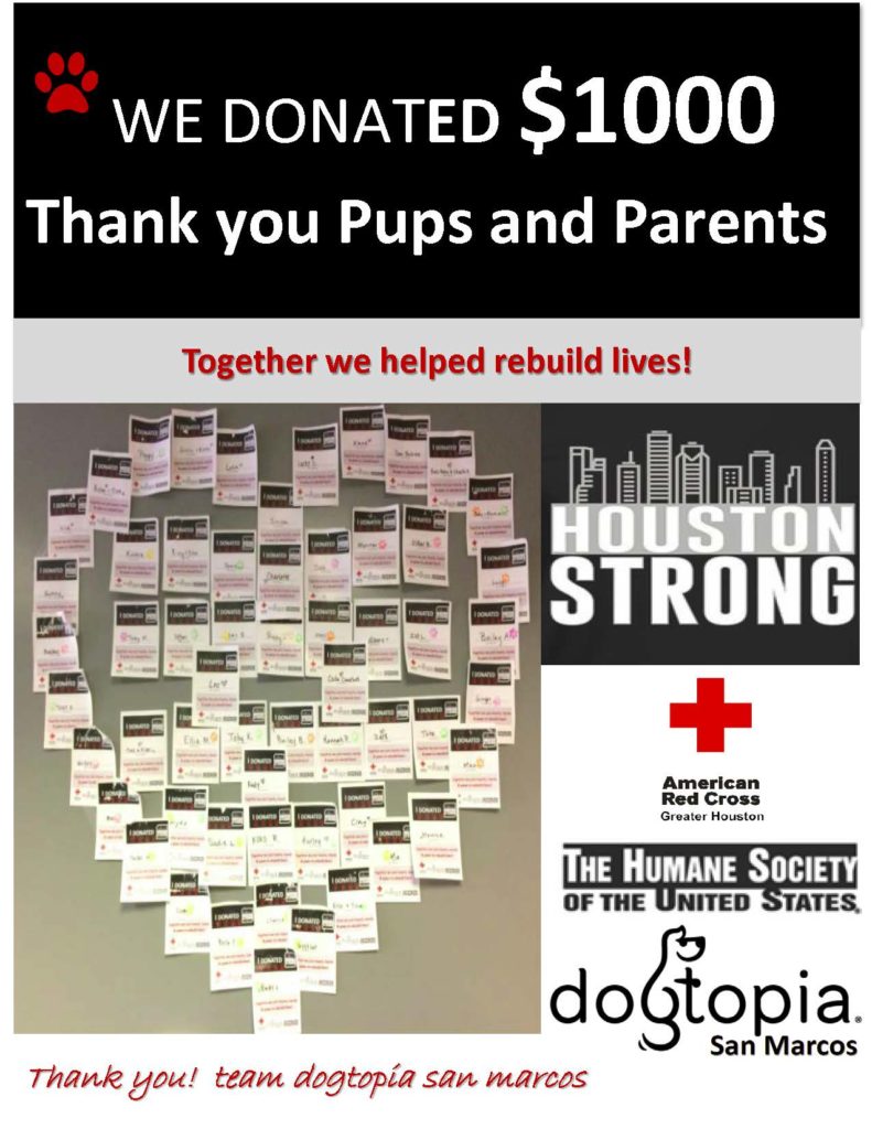 Dog Boarding, Spa, Daycare San Marcos Dogtopia San Marcos