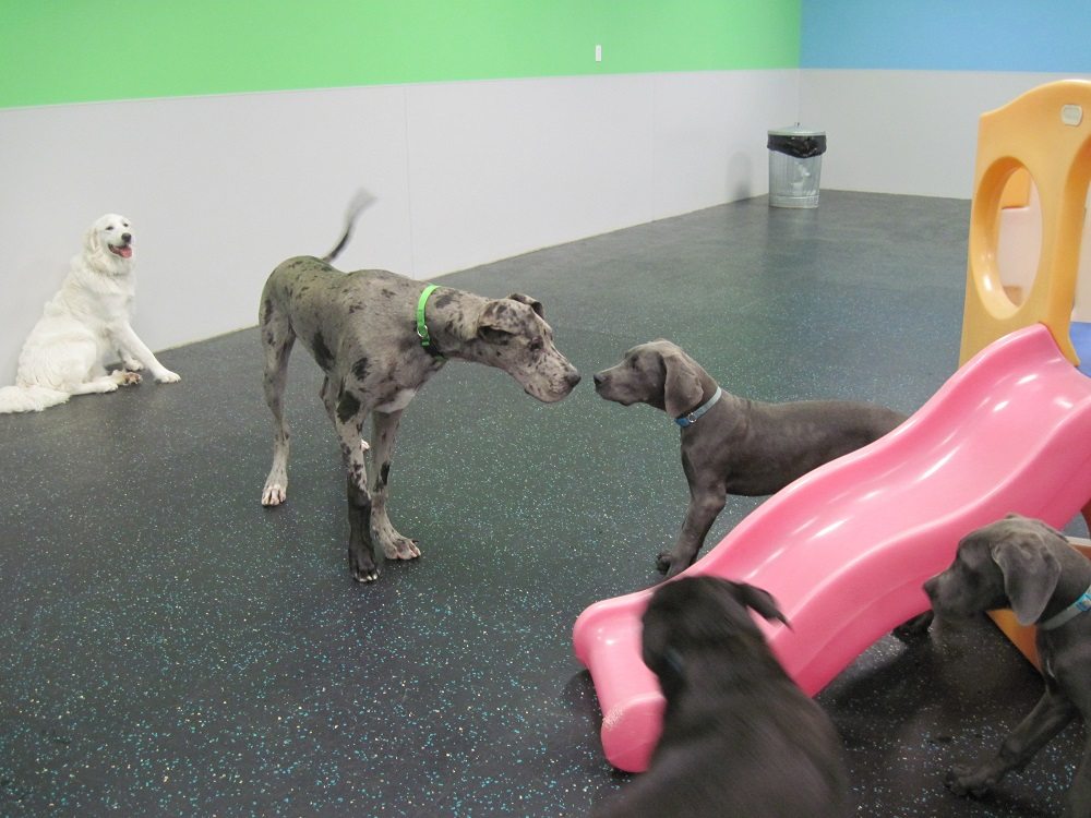 Dog Grooming, Spa Services Austin Dogtopia Austin