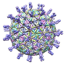 Protein structure of Rotavirus vaccine