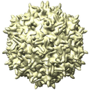 Protein structure of Voretigene neparvovec