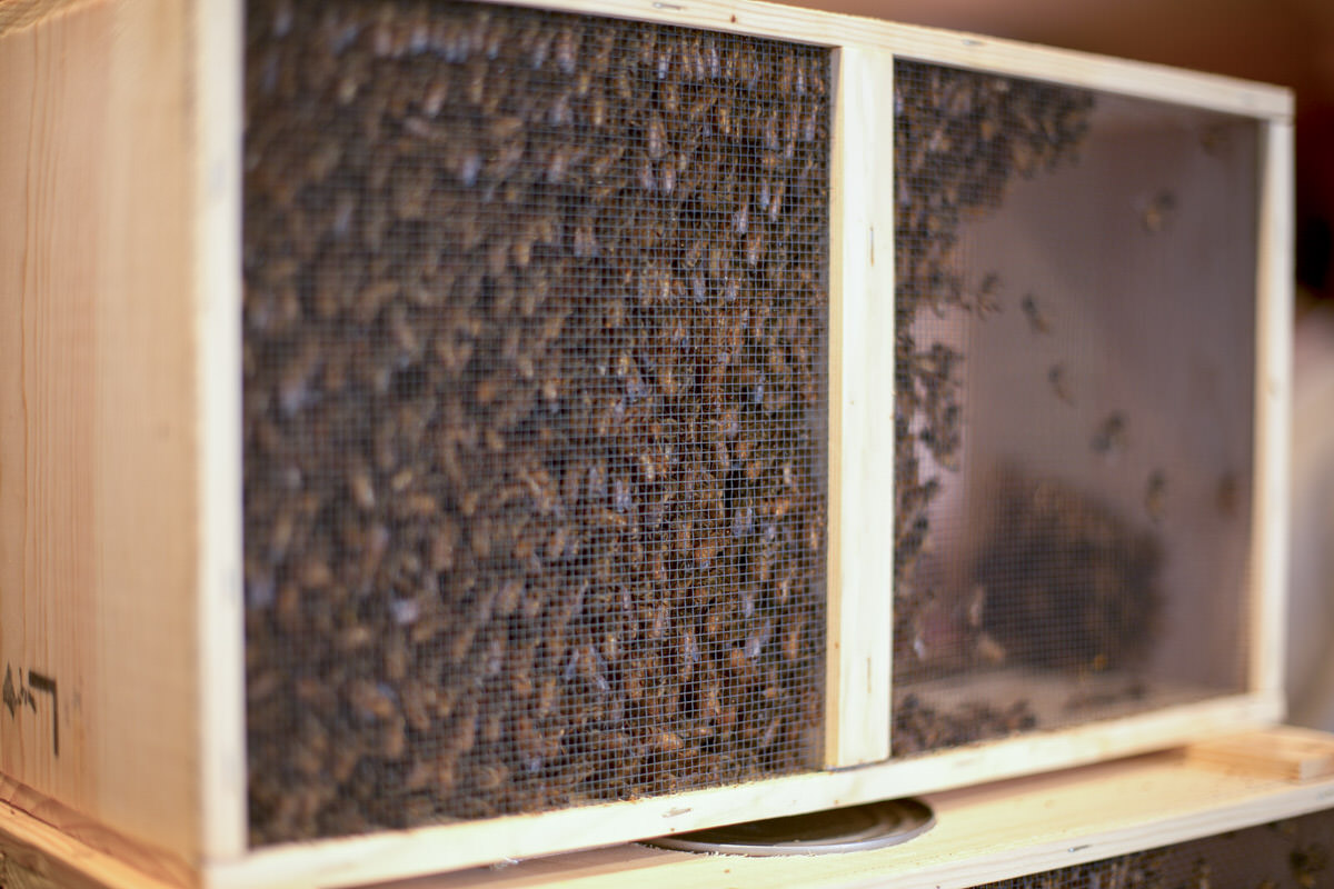 How To Be A Beekeeper In Seattle Diy Beekeeping Dunn Diy