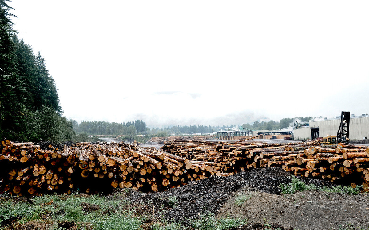 Green or Kiln Dried Lumber Know the Difference Dunn DIY