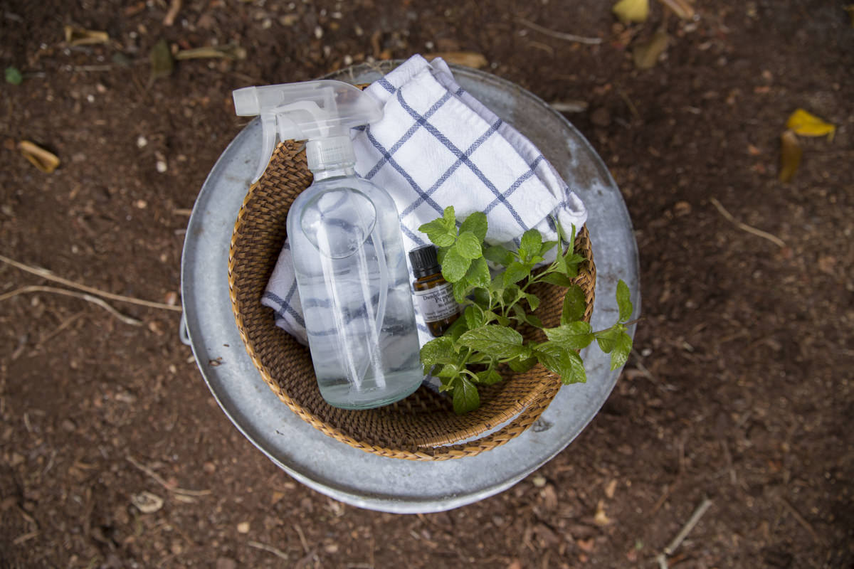 Peppermint oil and spray bottle