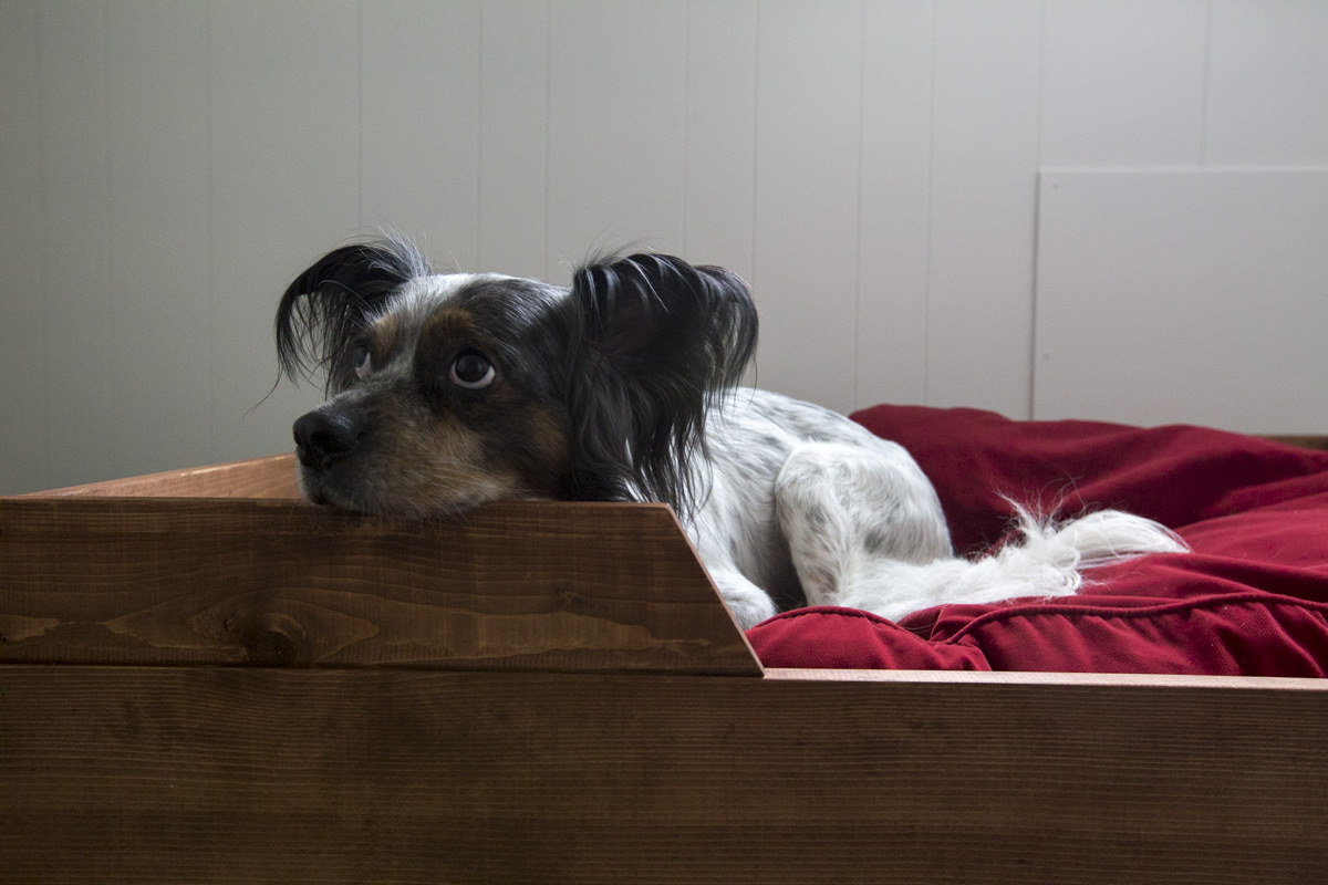 DIY Dog Bed How To Make A Dog Bed Dunn Lumber