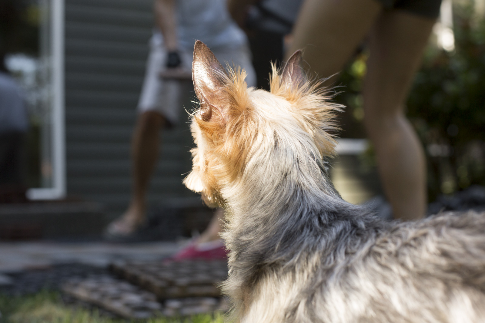 dog watching paver installation dog watching paver installation
