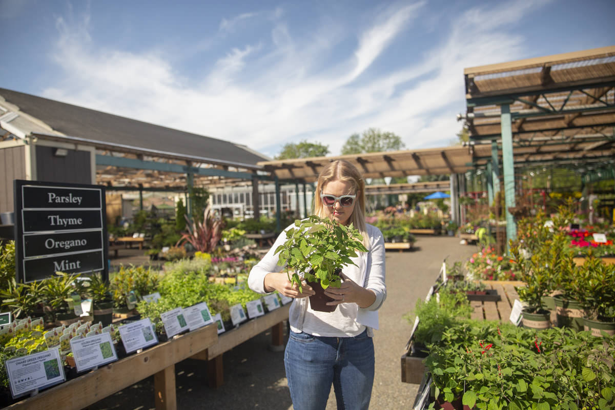 How to Garden in Planter Boxes: A Swansons Nursery and Dunn DIY