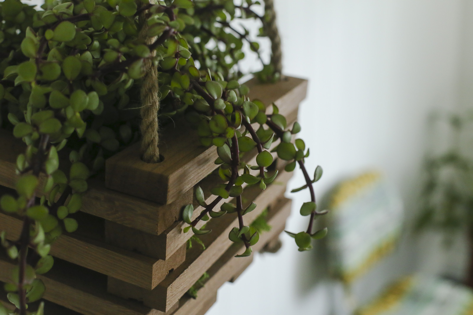 How to Make a DIY Hanging Planter