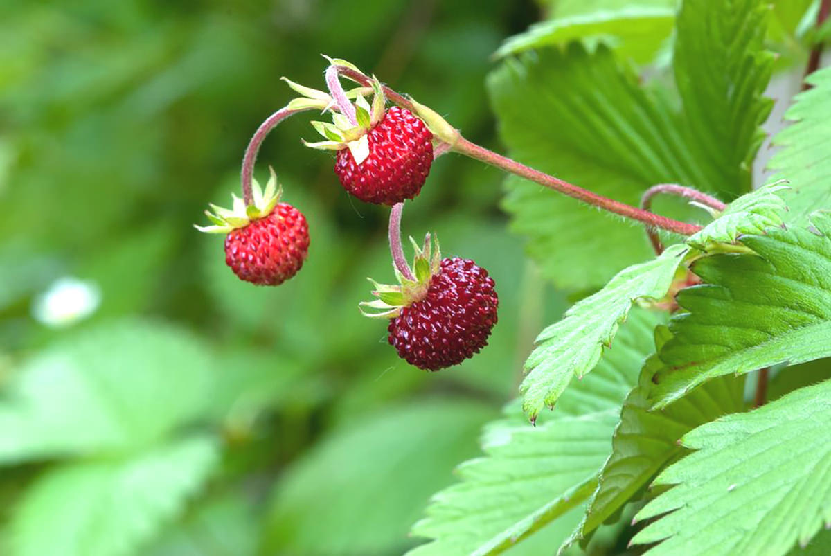 Growing Strawberries in the Pacific Northwest