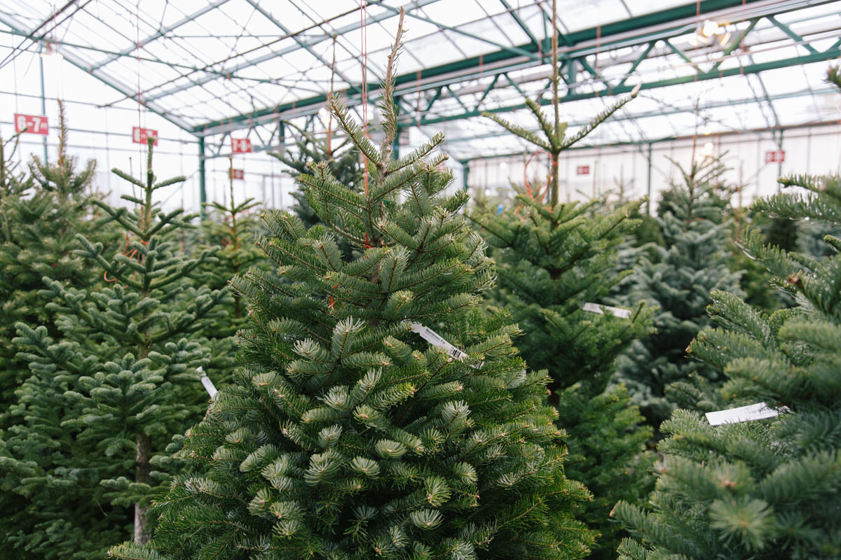 Which tree is best for you Which tree is best for you