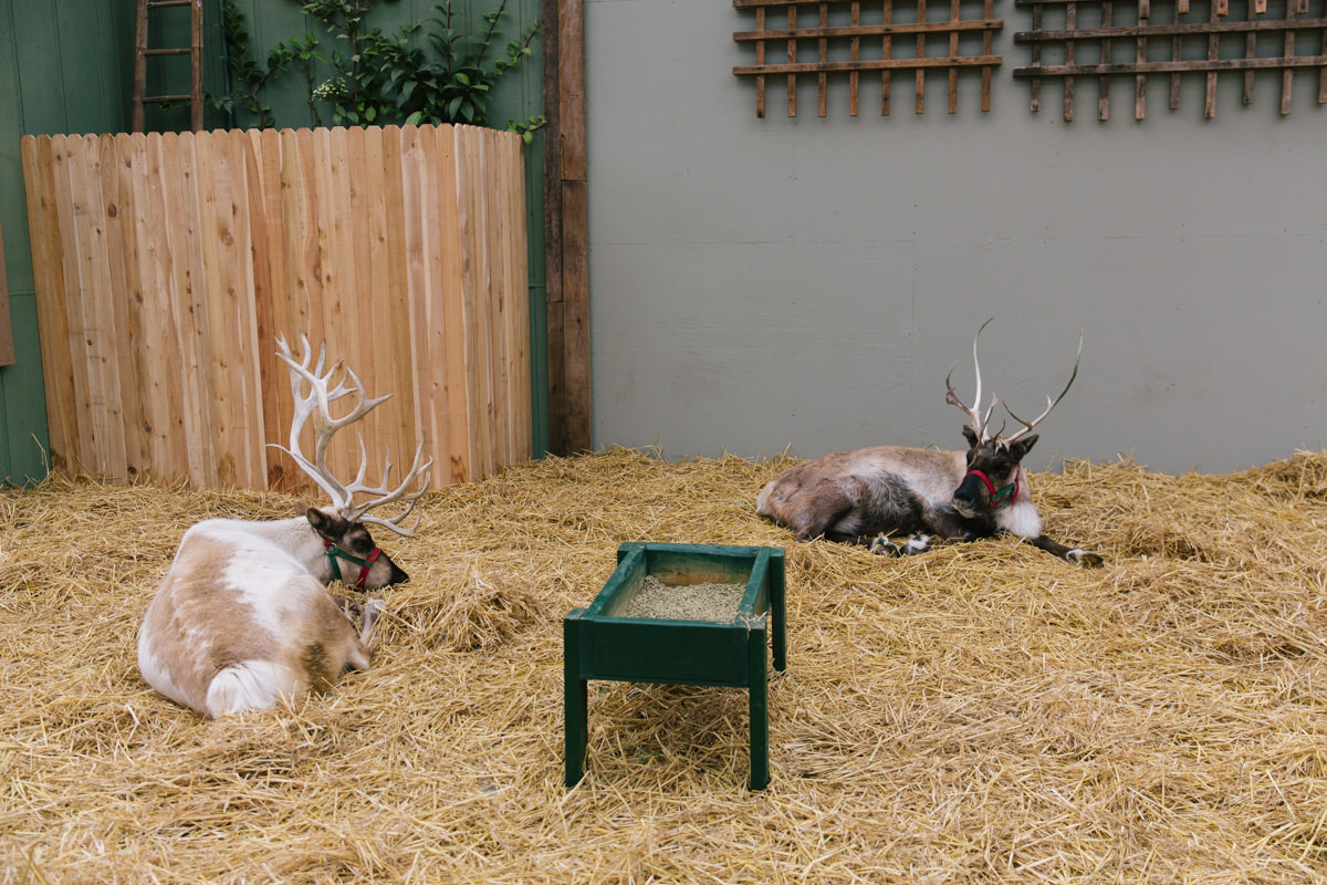 Holiday Reindeer Holiday Reindeer