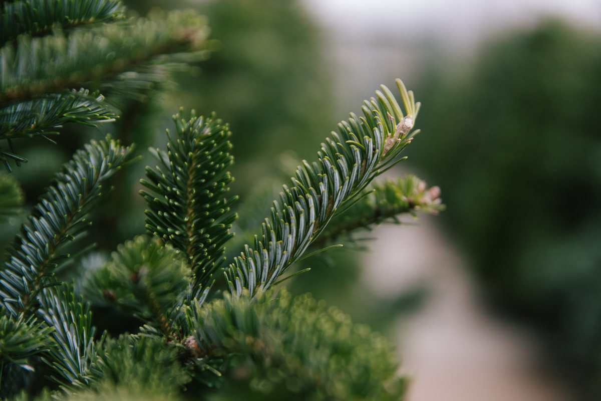 Water your christmas tree Water your christmas tree