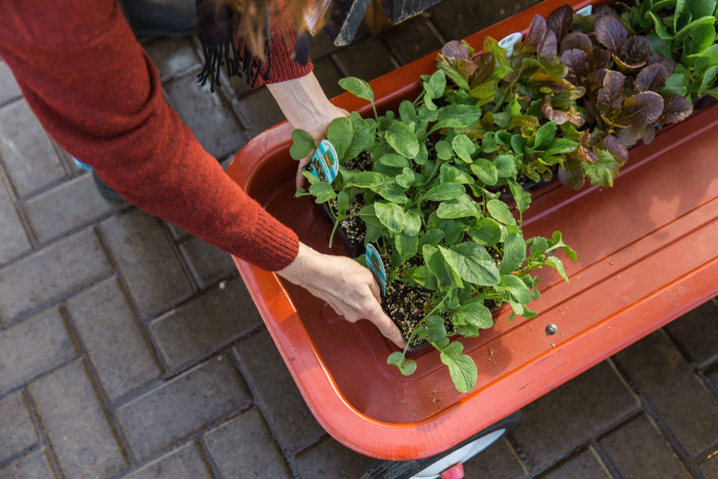 How to Garden in Planter Boxes: A Swansons Nursery and Dunn DIY  Collaboration — Seattle's Favorite Garden Store Since 1924 - Swansons  Nursery