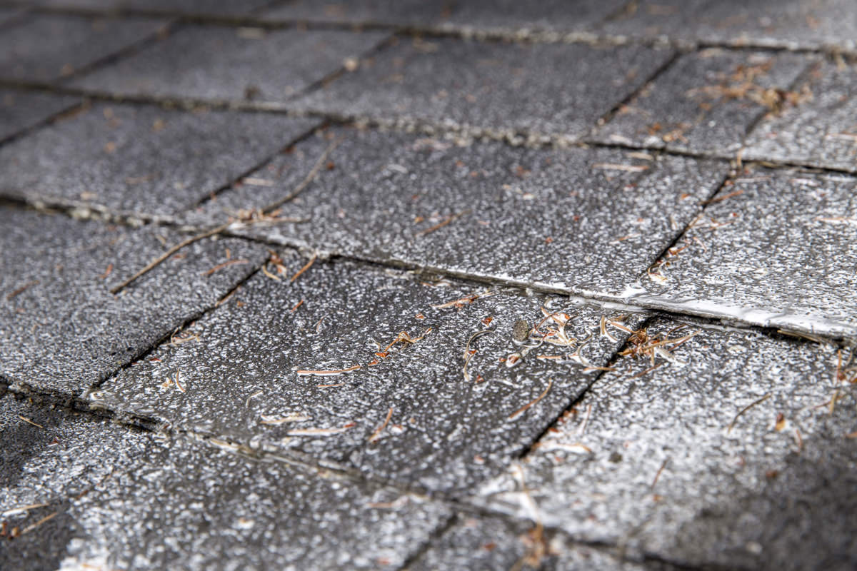 Best Redmond Wa Roof Moss Removal