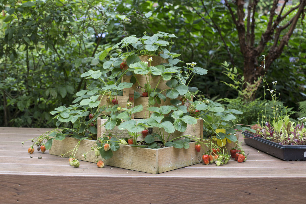 How To Grow Your Own Strawberries How To Grow Your Own Strawberries