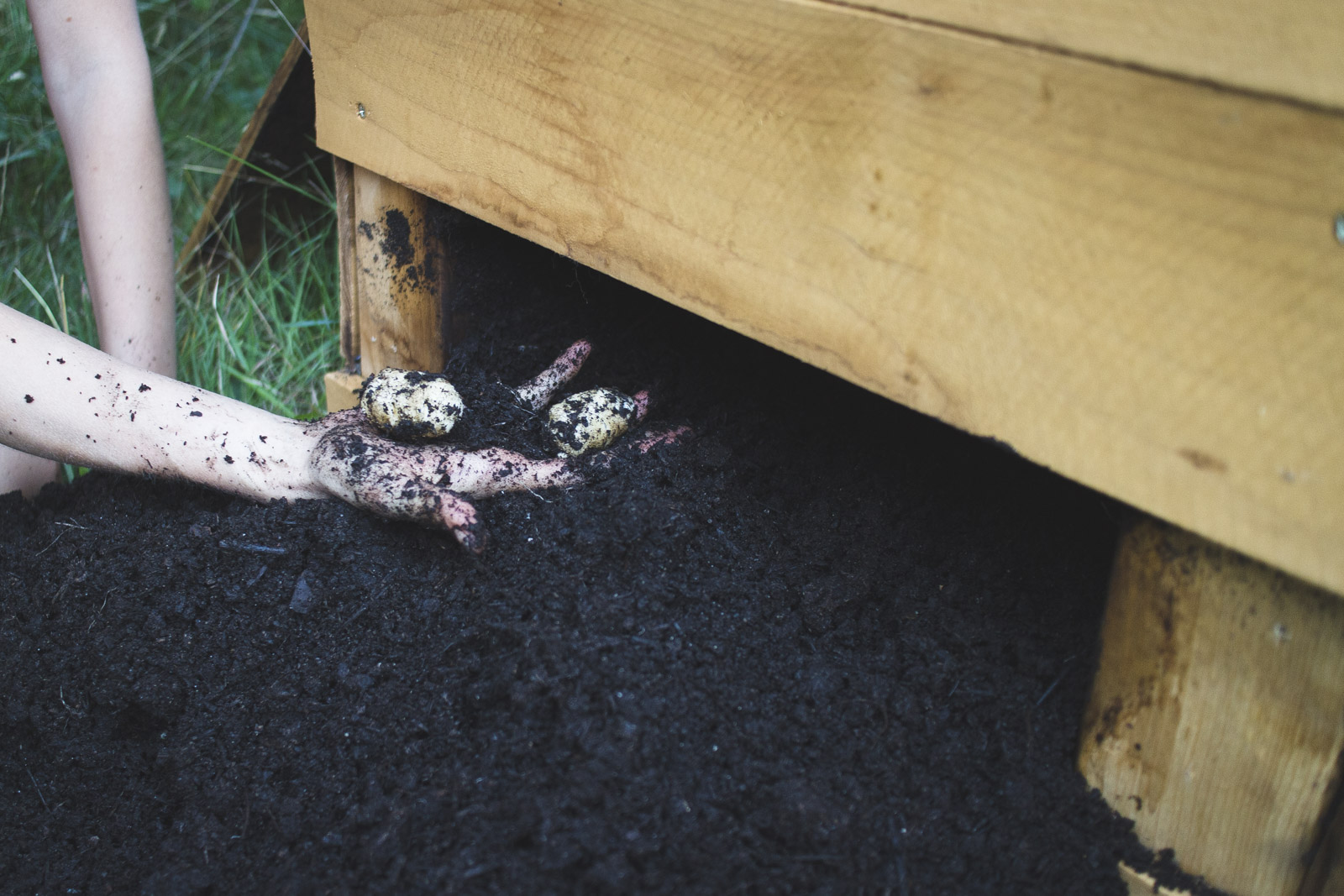 How To Build a DIY Potato Planter How To Build a DIY Potato Planter