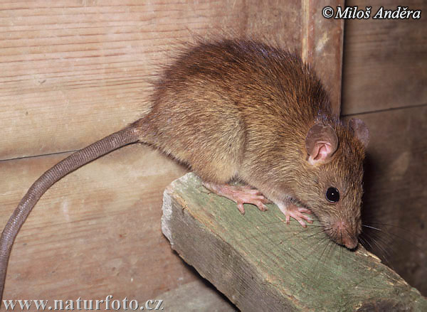 A Tampa Bay roof rat