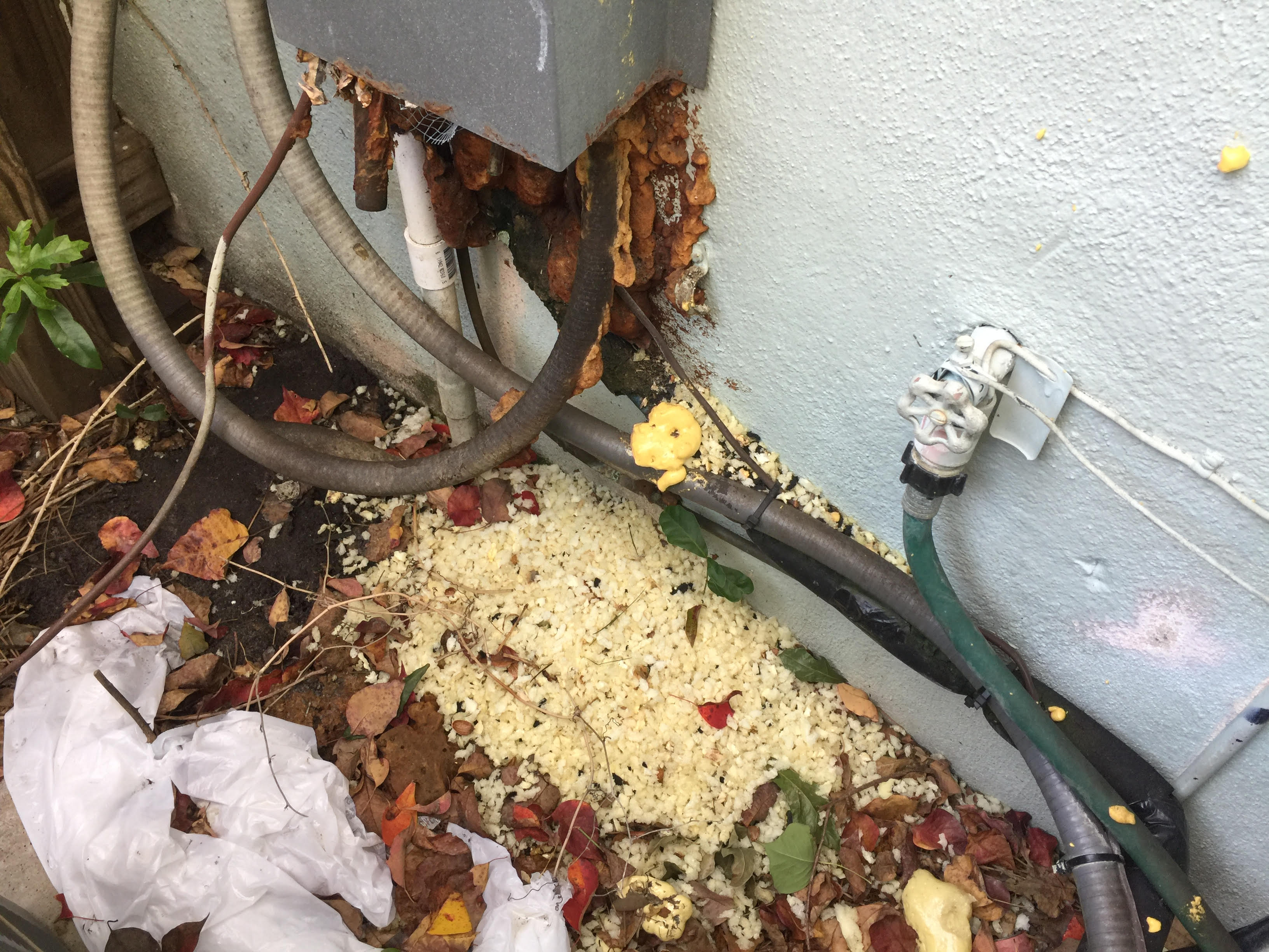 Rats chew through a/c chase in Tampa Bay
