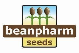 BEAN | White Widow Femme 3pk seeds