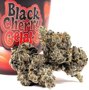 Black Cherry Gelato (Small Buds)