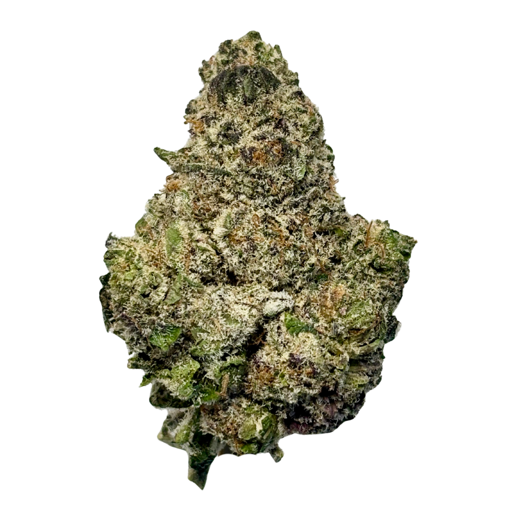 HIGH NEIGHBOR | BLOCK PARTY | BULK FLOWER