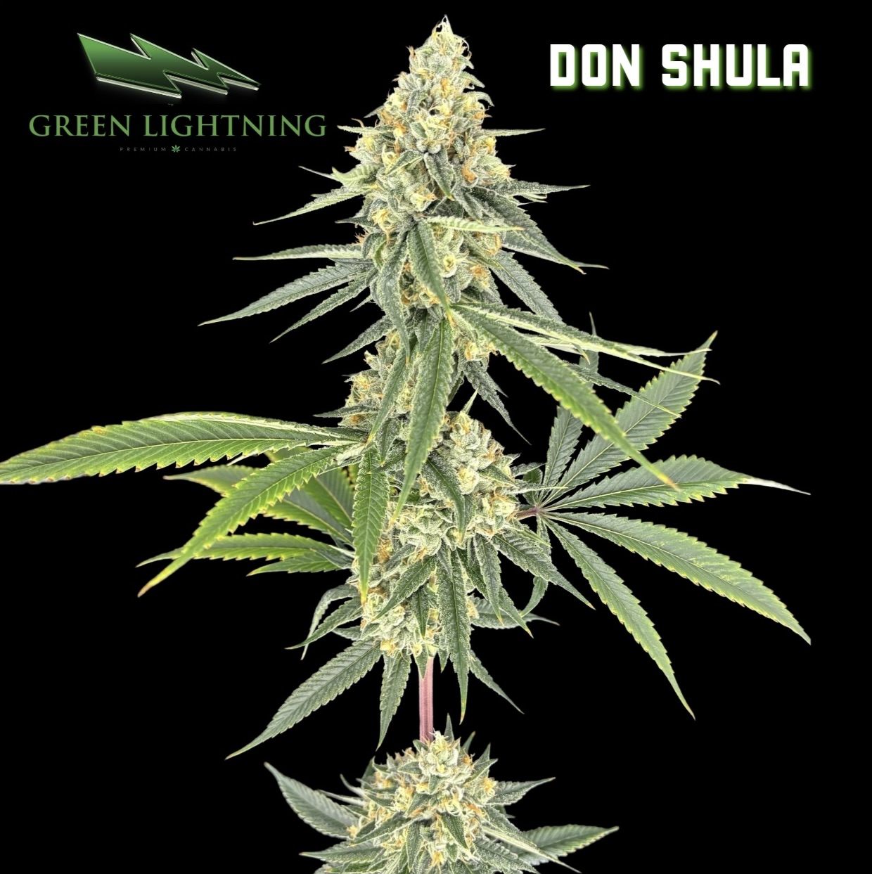 Don Shula
