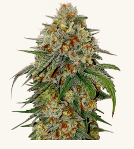 Victory Natural Farms - Bubba Kush Flower