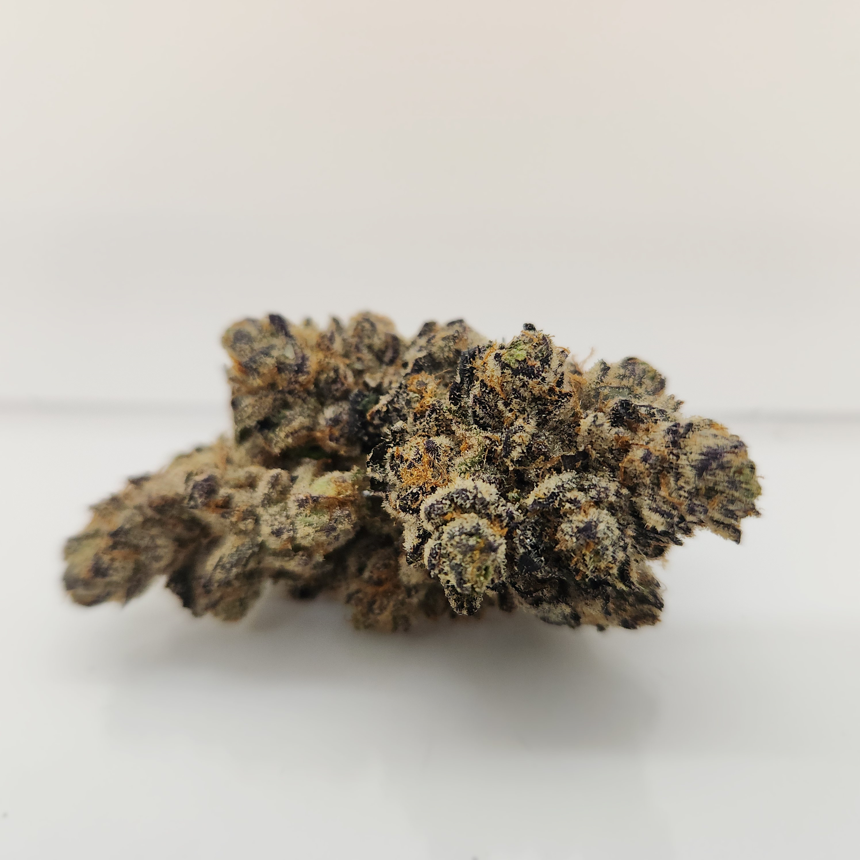 Frog Poison Harvested 9/25/25