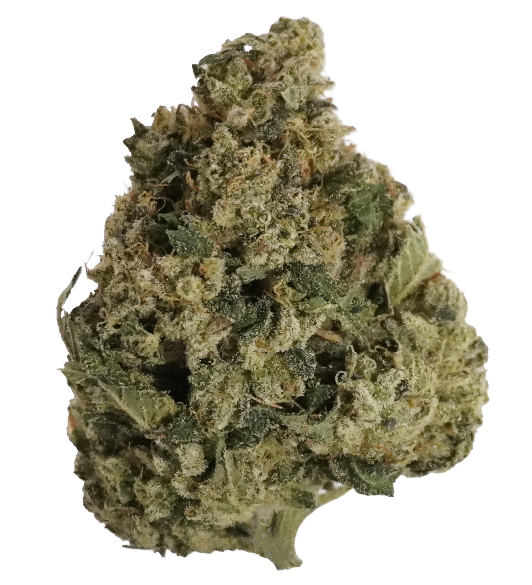 Great Smoky | Jack and Coke Flower [F-37-38]