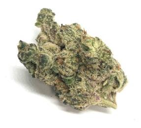 Animal Tsunami (I/H) | Santa Fe Craft