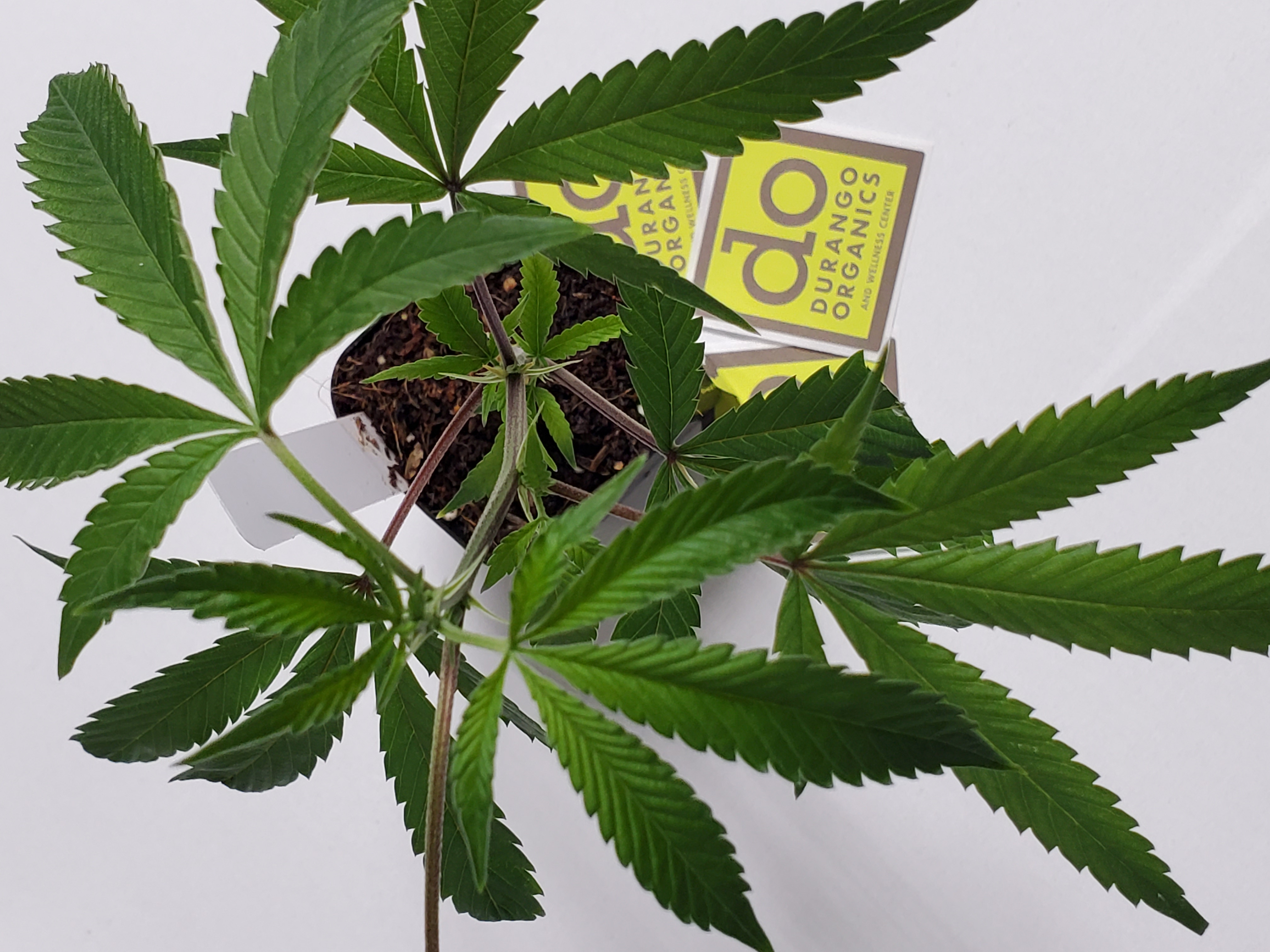 Clones Blue Lime Pie