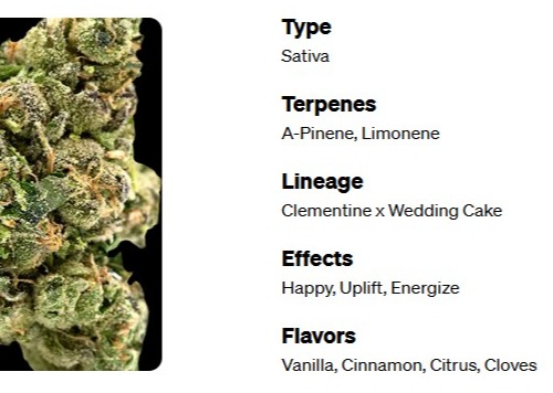 Savvy Tangie Skunk