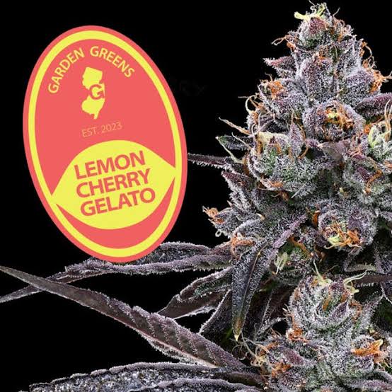 Garden Greens Big Buds | Lemon Cherry Gelato | 7g (Hybrid)