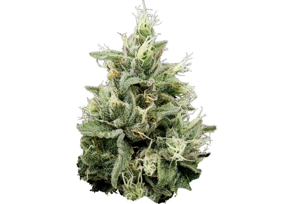 Funk Nectar | 3.5g