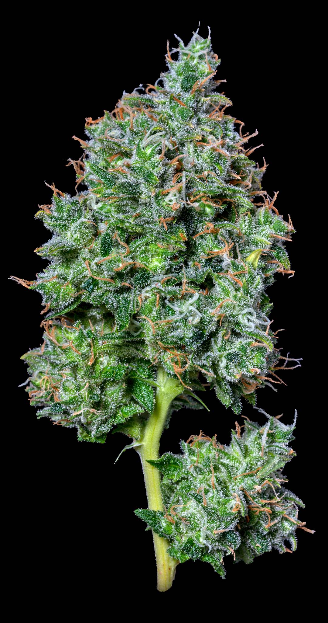 Altsol Maui Magilla Glue Pre