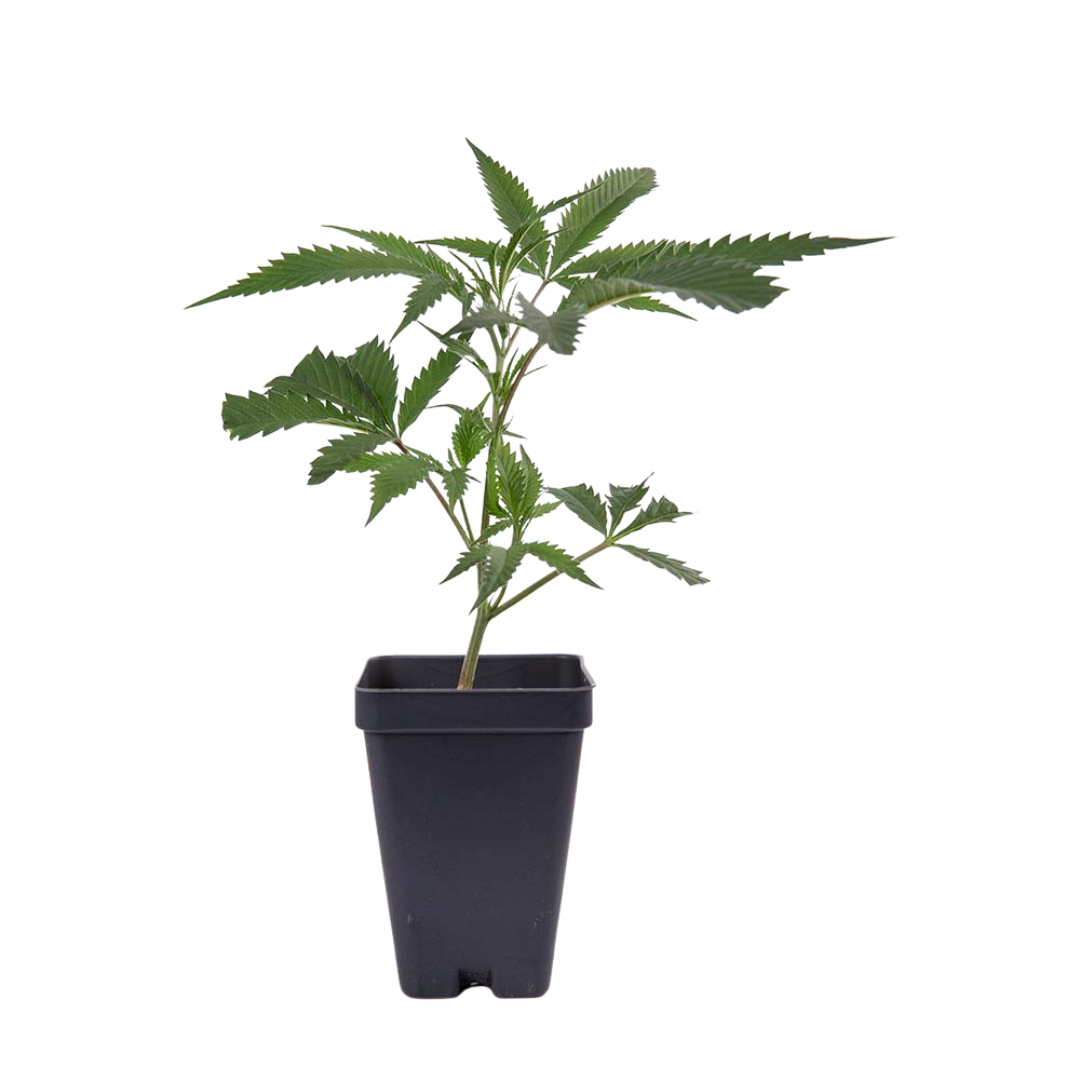 Clone - Day Crasher (Wedding Crasher x Dayglow)