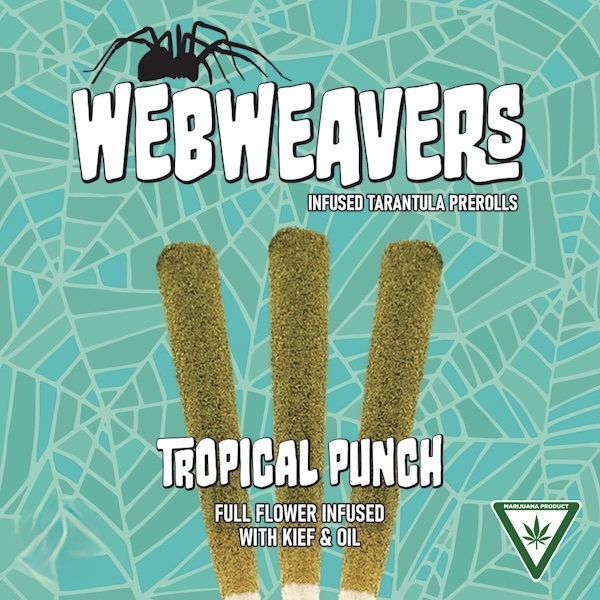 WEBWEAVERS: Tropical Punch 1G Tarantula