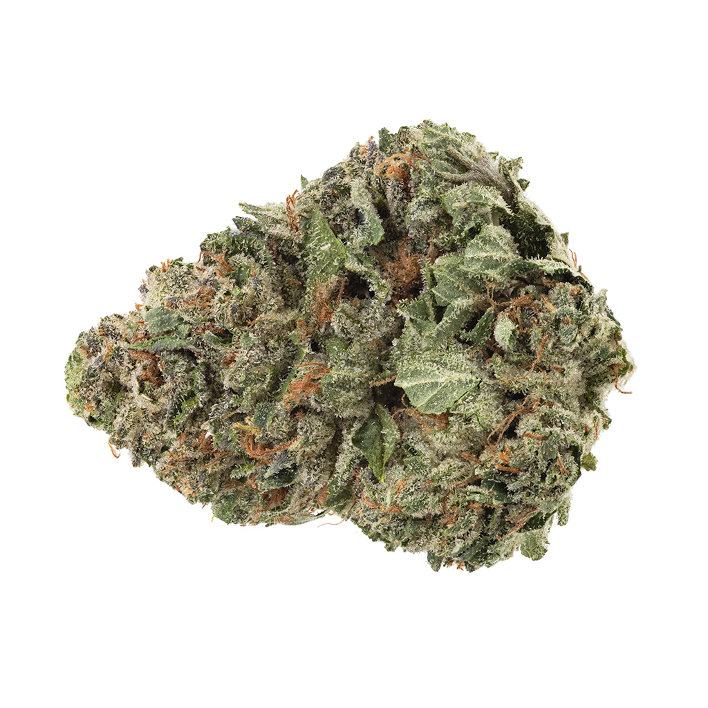 Homestead - Bandwagon Hybrid (Orange Crush) - 2.7% Terps!