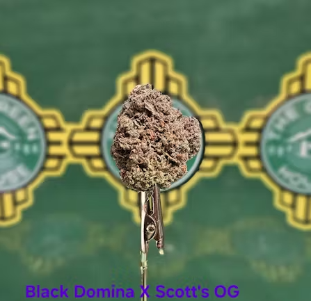 Black Domina X Scott's OG - (I)