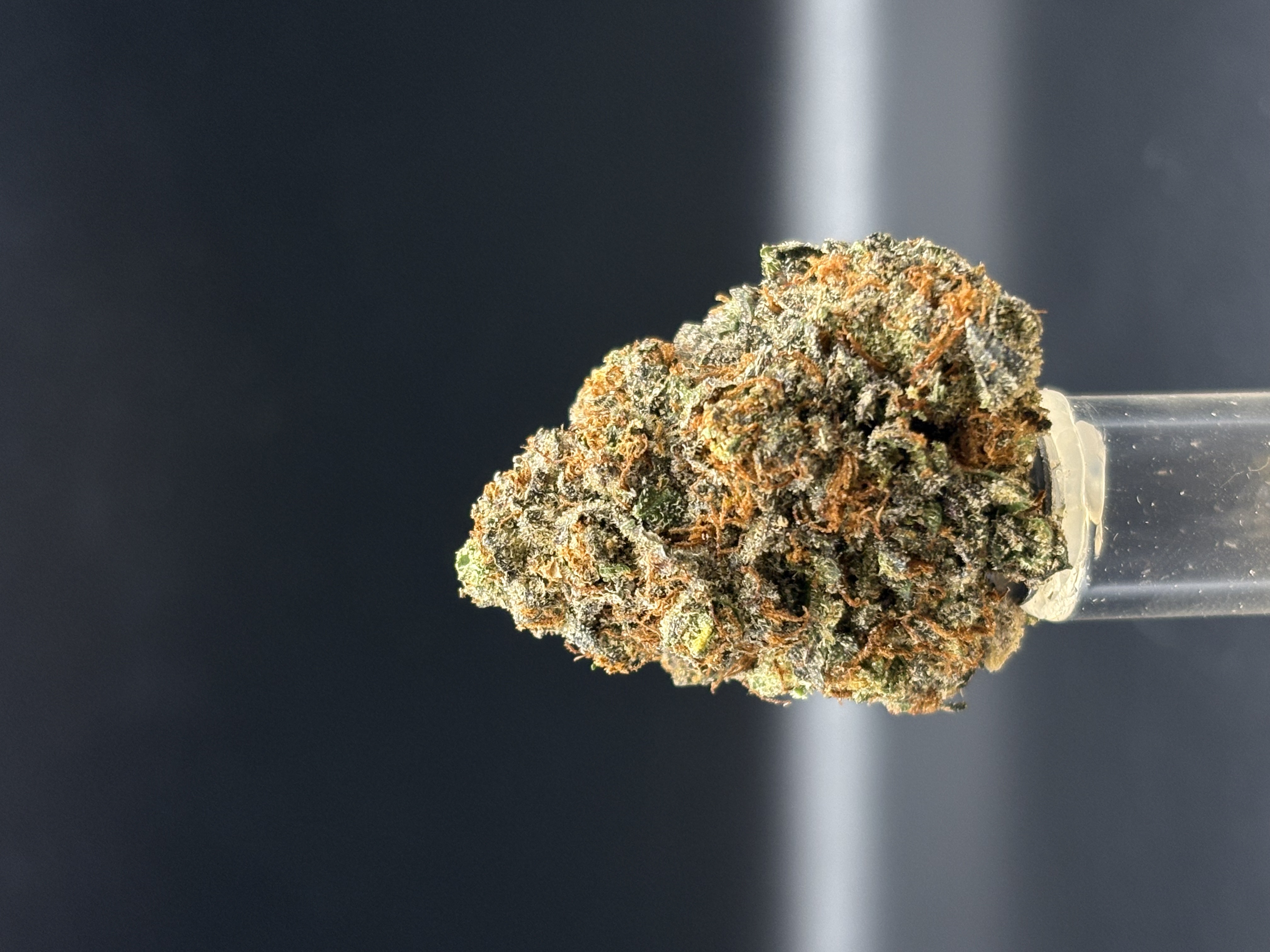 Gold Deli - Runtz x RS11