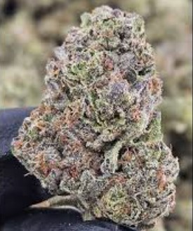 Alter | Jelly Roll | Flower